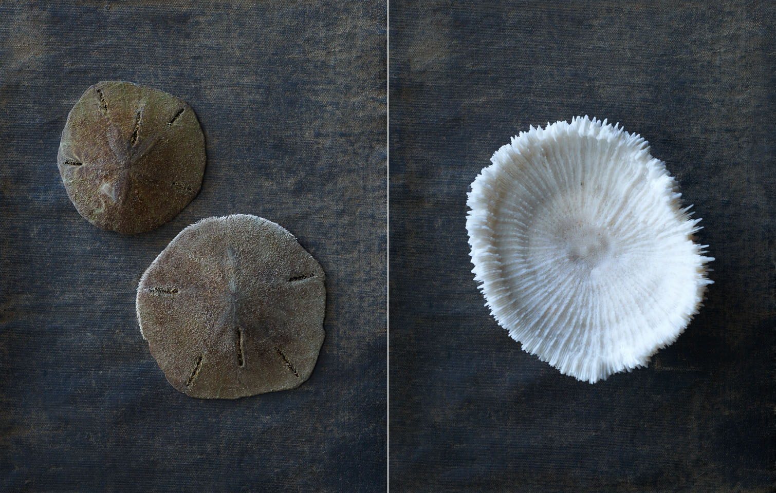 After Karl Blossfeldt